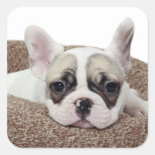 Sticker Carré French Bulldog Puppy Lying