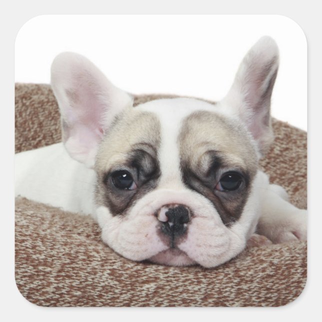 Sticker Carré French Bulldog Puppy Lying (Devant)