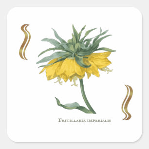 Sticker carré Fritillaria imperialis 