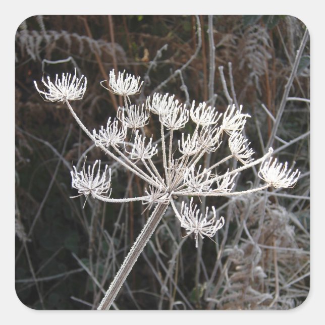 Sticker Carré Frost Transformation in Cheshire (Devant)