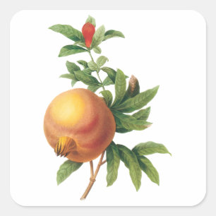 Sticker Carré Fruit alimentaire vintage, grenade de Redoute