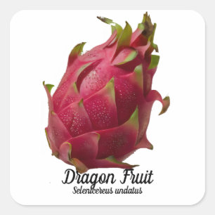 Sticker Carré Fruit dragon