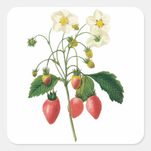 Sticker Carré Fruits Baies Aliment Fraises Vintage par Redoute