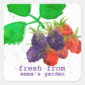 Sticker Carré Fruits De Blackberry Frais Du Jardin De