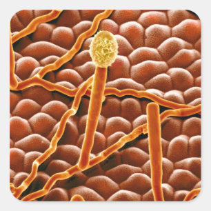 Sticker Carré Fungus de poudrière sur Poinsettia