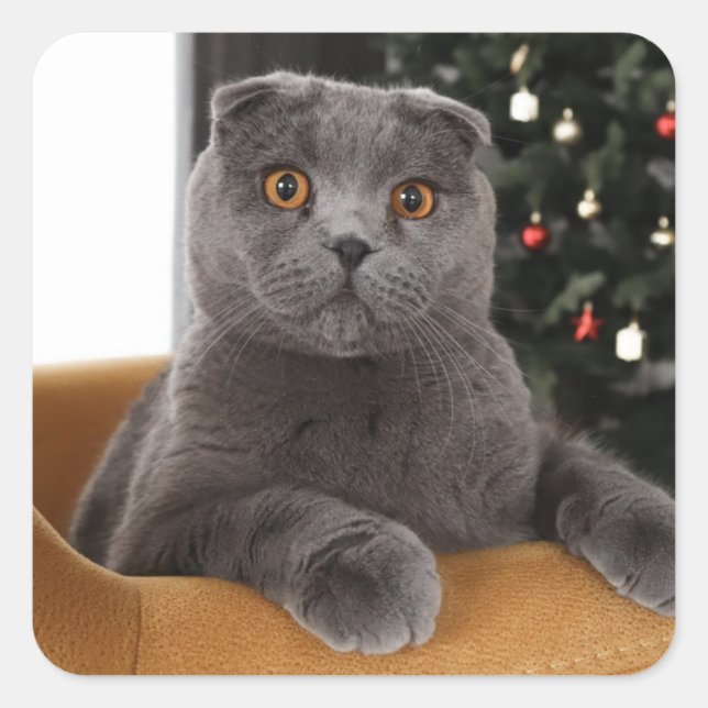 Sticker Carré Funny British Cat and christmas tree (Devant)