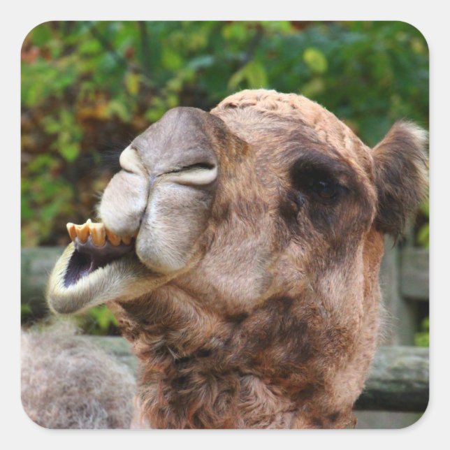 Sticker Carré Funny Camel Faune Animale Photo (Devant)