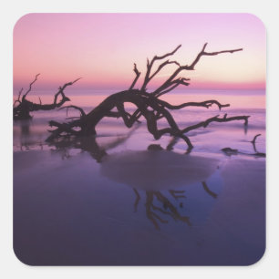 Sticker Carré GA Jekyll Island, Cimetière d'arbres sur la plage