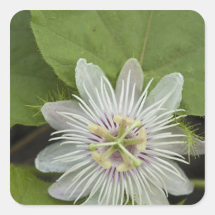 Sticker Carré Galapagos Passion Fleur Passiflora foetida