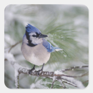 Sticker Carré Geai bleu, Cyanocitta cristata