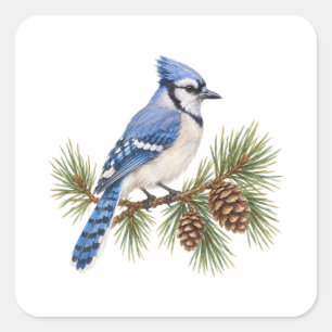 Sticker Carré Geai bleu sur une branche de pin
