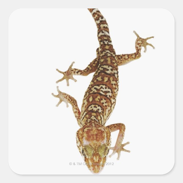 Sticker Carré Gecko de Madagascar (Paroedura pictus) sur (Devant)
