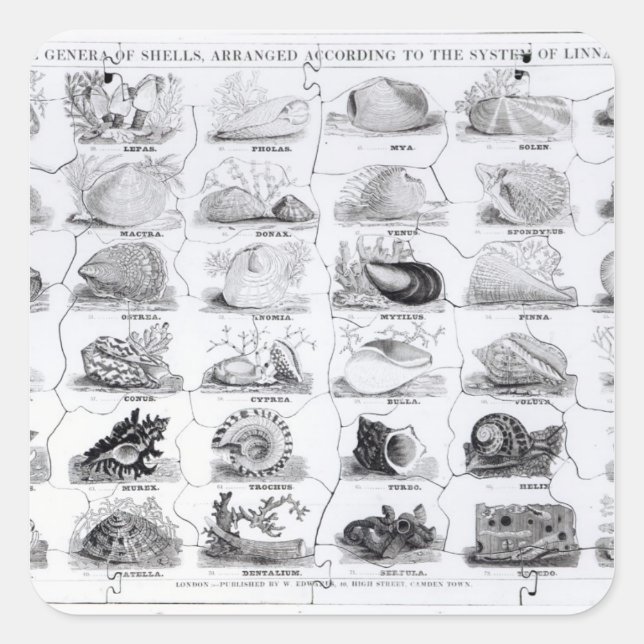 Sticker Carré Genera of Shells jigsaw, pub. par W. Edwards (Devant)