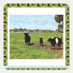 Sticker Carré Génération De Vaches Galloway Belted,