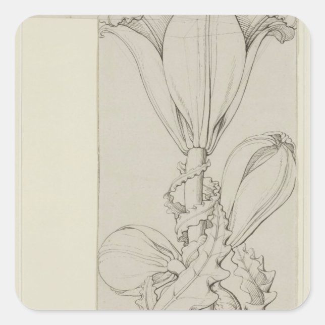 Sticker Carré Génie de la Lily, 1809 (Devant)