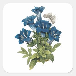 Sticker Carré gentian(Gentianae acaulis) par Redouté