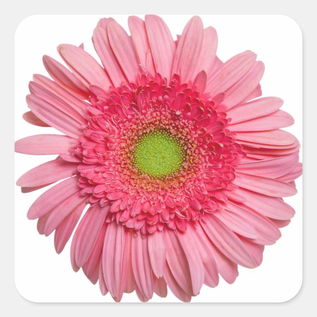 Sticker Carré Gerbera Rose Daisy (Devant)