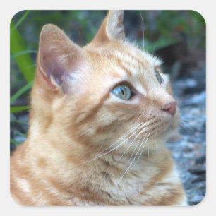 Sticker Carré Ginger Boy