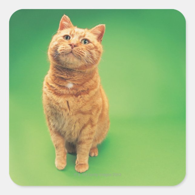 Sticker Carré Ginger cat assis, regardant vers le haut (Devant)