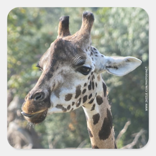 Sticker Carré Girafe (Devant)