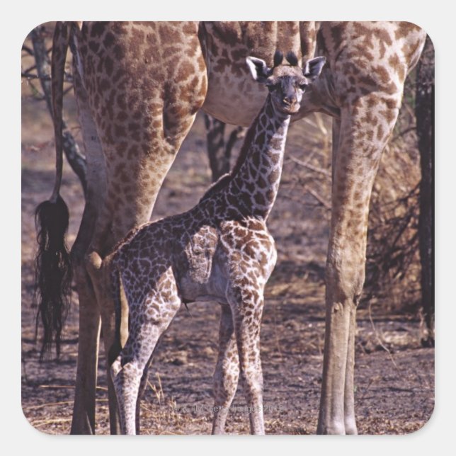 Sticker Carré Girafe de bébé et mère, Tanzanie (Devant)