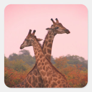 Sticker Carré Girafe debout dans les mopani avec ciel rose