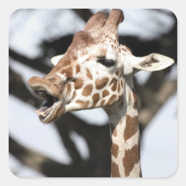 Sticker Carré Girafe réticulé au visage drôle, San Francisco (Devant)