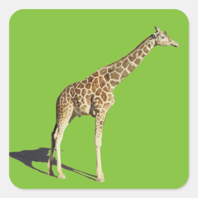 Sticker Carré Giraffe (Devant)