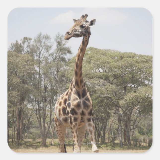 Sticker Carré Giraffe 5 (Devant)