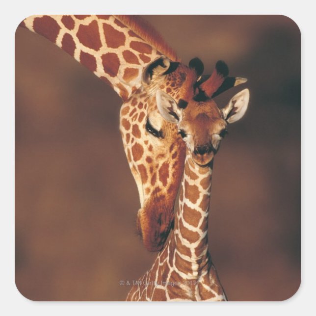 Sticker Carré Giraffe adulte avec veau (Giraffa camelopardalis) (Devant)