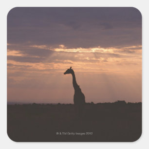 Sticker Carré Giraffe du Massai