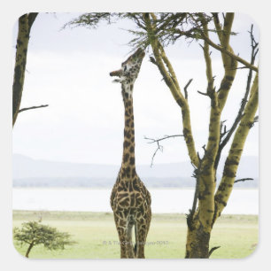Sticker Carré Giraffe en Kenya, Afrique