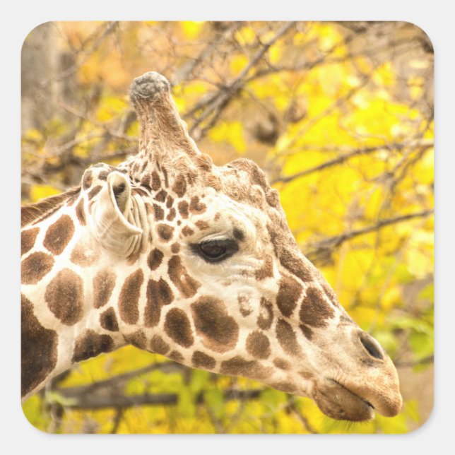 Sticker Carré Giraffe et feuille (Devant)