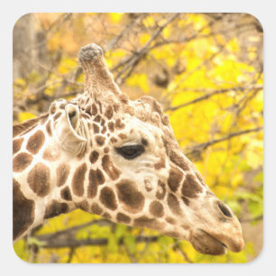 Sticker Carré Giraffe et feuille