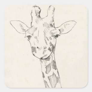 Sticker Carré Giraffe Portrait   Croquis