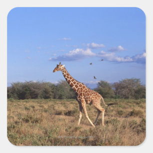 Sticker Carré Giraffe réticulée