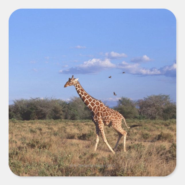 Sticker Carré Giraffe réticulée (Devant)