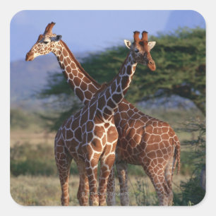 Sticker Carré Giraffe réticulée 2