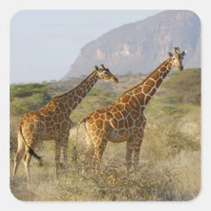 Sticker Carré Giraffe somalienne, Giraffe réticulée, Giraffa