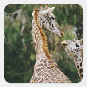 Sticker Carré Giraffes
