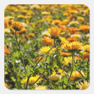 Sticker Carré Gisement de fleur de calendula de souci