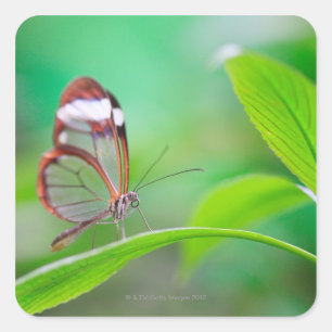 Sticker Carré Glass wing butterfly relaxing on fresh green