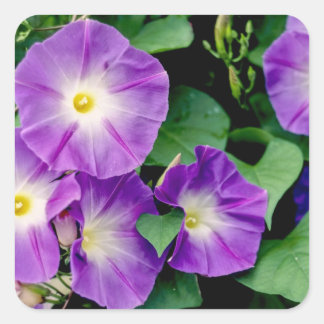 Sticker Carré Gloire du matin - Fleurs violettes Feuilles verts