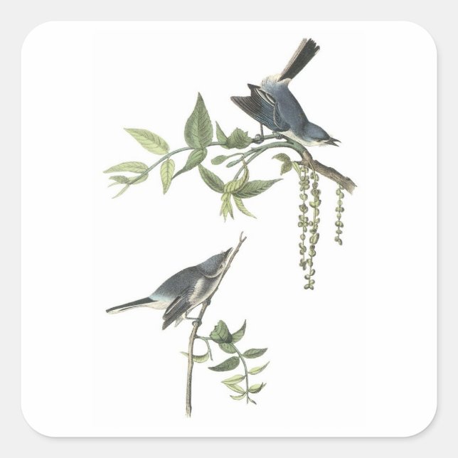 Sticker Carré Gnatcatcher gris-bleu par Audubon (Devant)