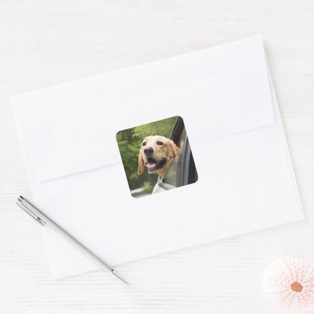 Sticker Carré Golden Labrador En Réarview Mirror (Enveloppe)