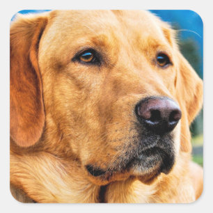 Sticker Carré Golden Labrador Retriever