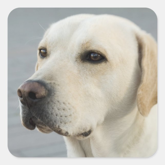 Sticker Carré Golden Labrador Retriever Photographie (Devant)