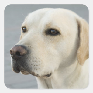 Sticker Carré Golden Labrador Retriever Photographie
