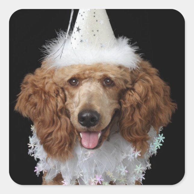 Sticker Carré Golden Poodle Dog en costume de clown blanc (Devant)
