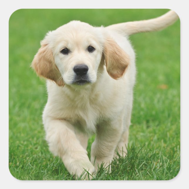 Sticker Carré Golden retriever (Devant)